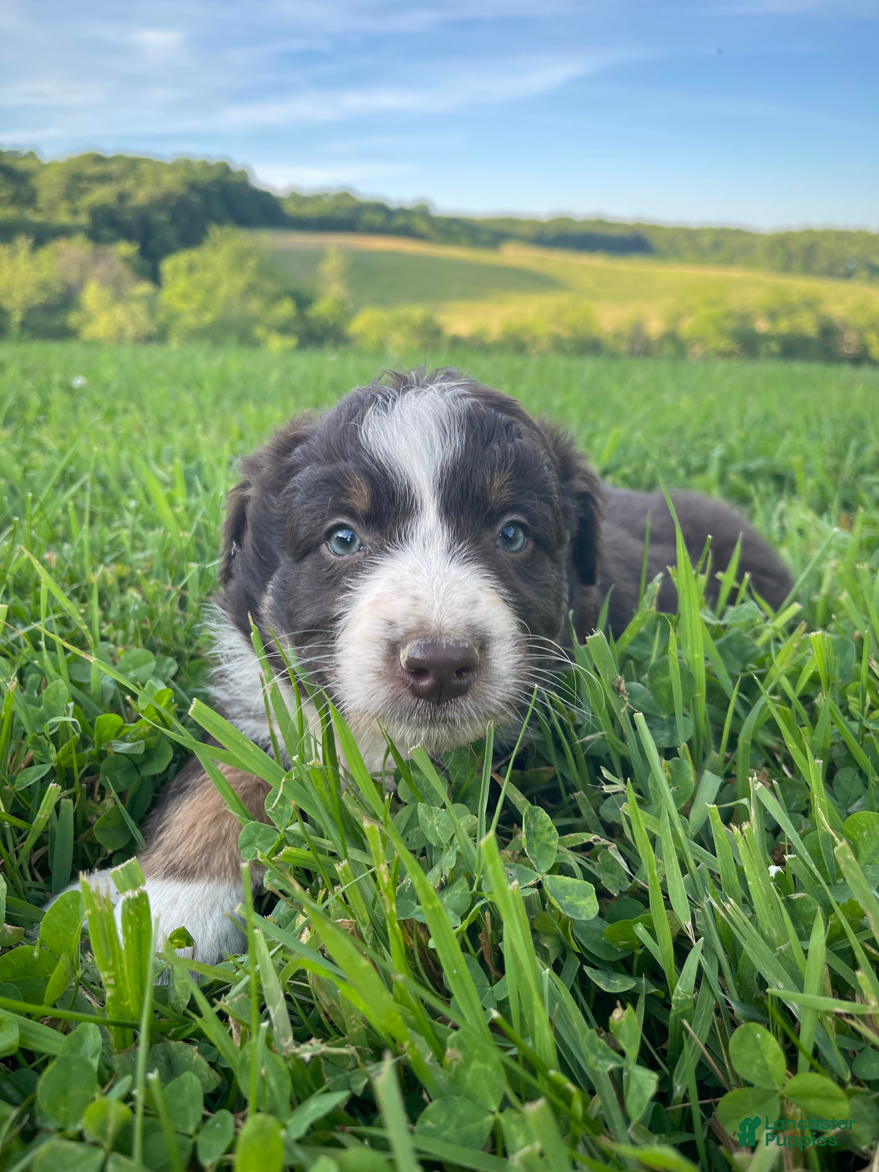 Australian Shepherd dogs Lori - Ad 2