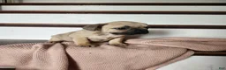French Bulldog dogs for sale: Dallas  - Ad 4
