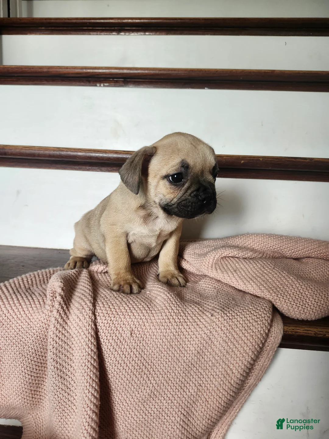 French Bulldog dogs for sale: Dallas  - Ad 4