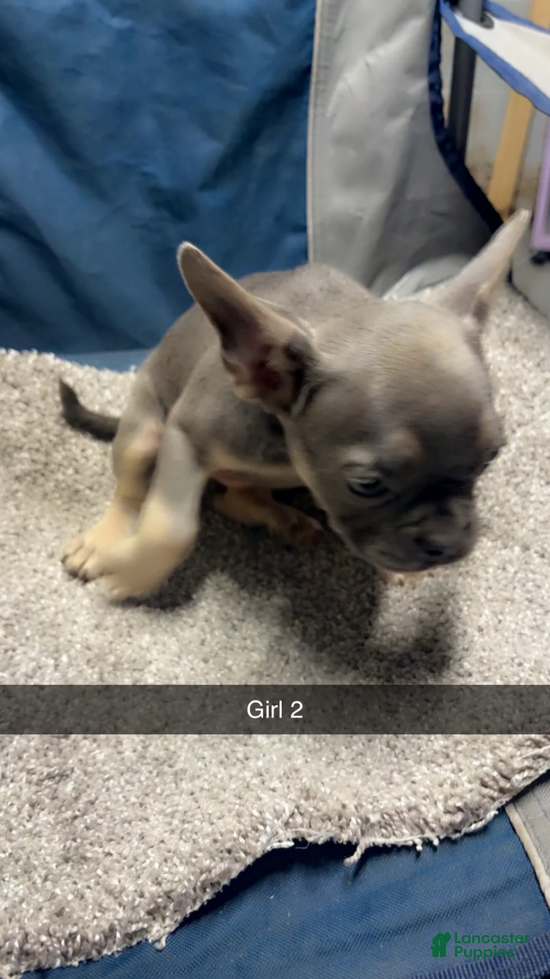 French Bulldog dogs for sale: Lila - Ad 2