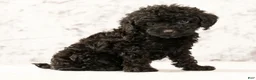 Havapoo dogs for sale: Darla - Ad 7