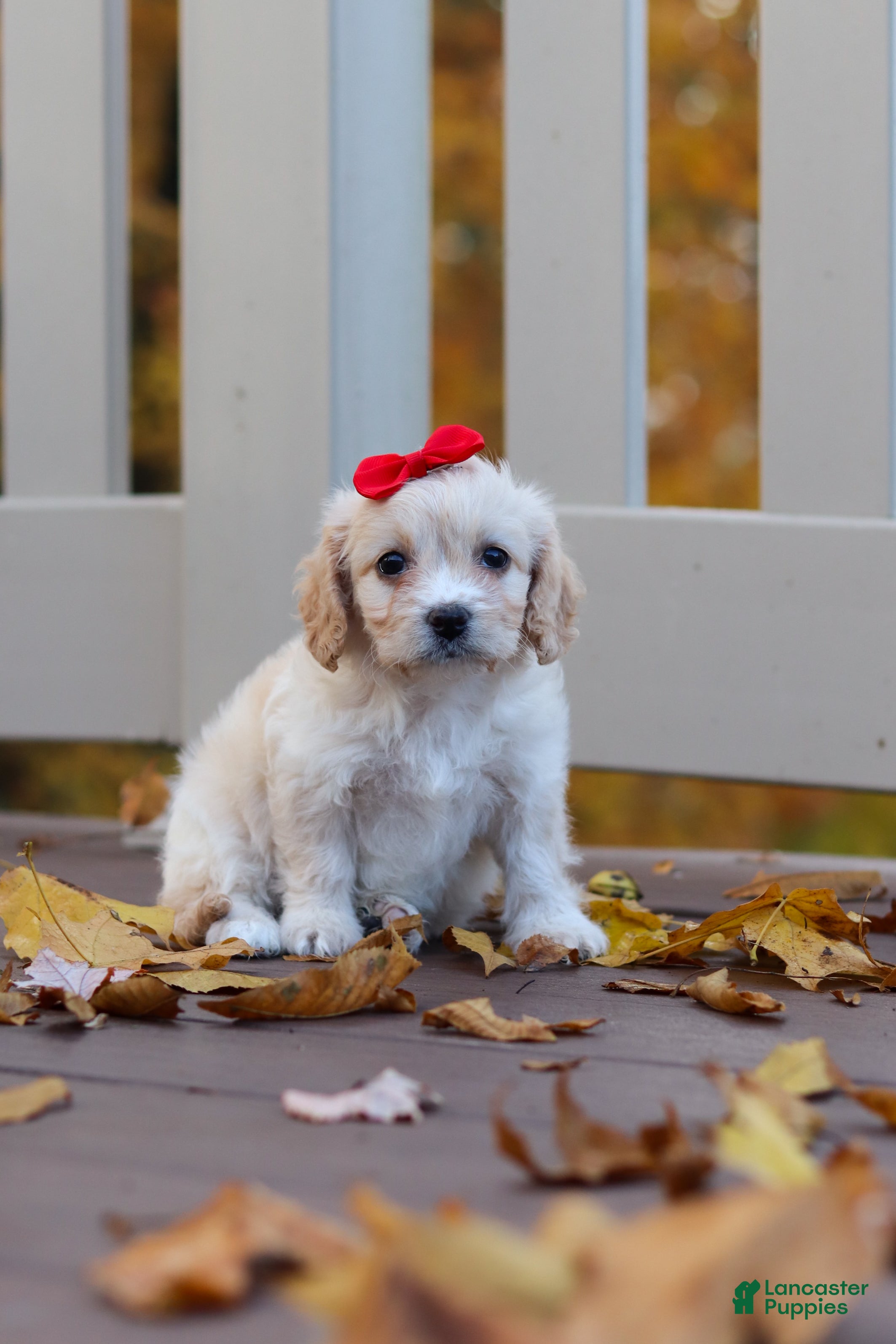 Cavachon dogs for sale: Sadie - Ad 1