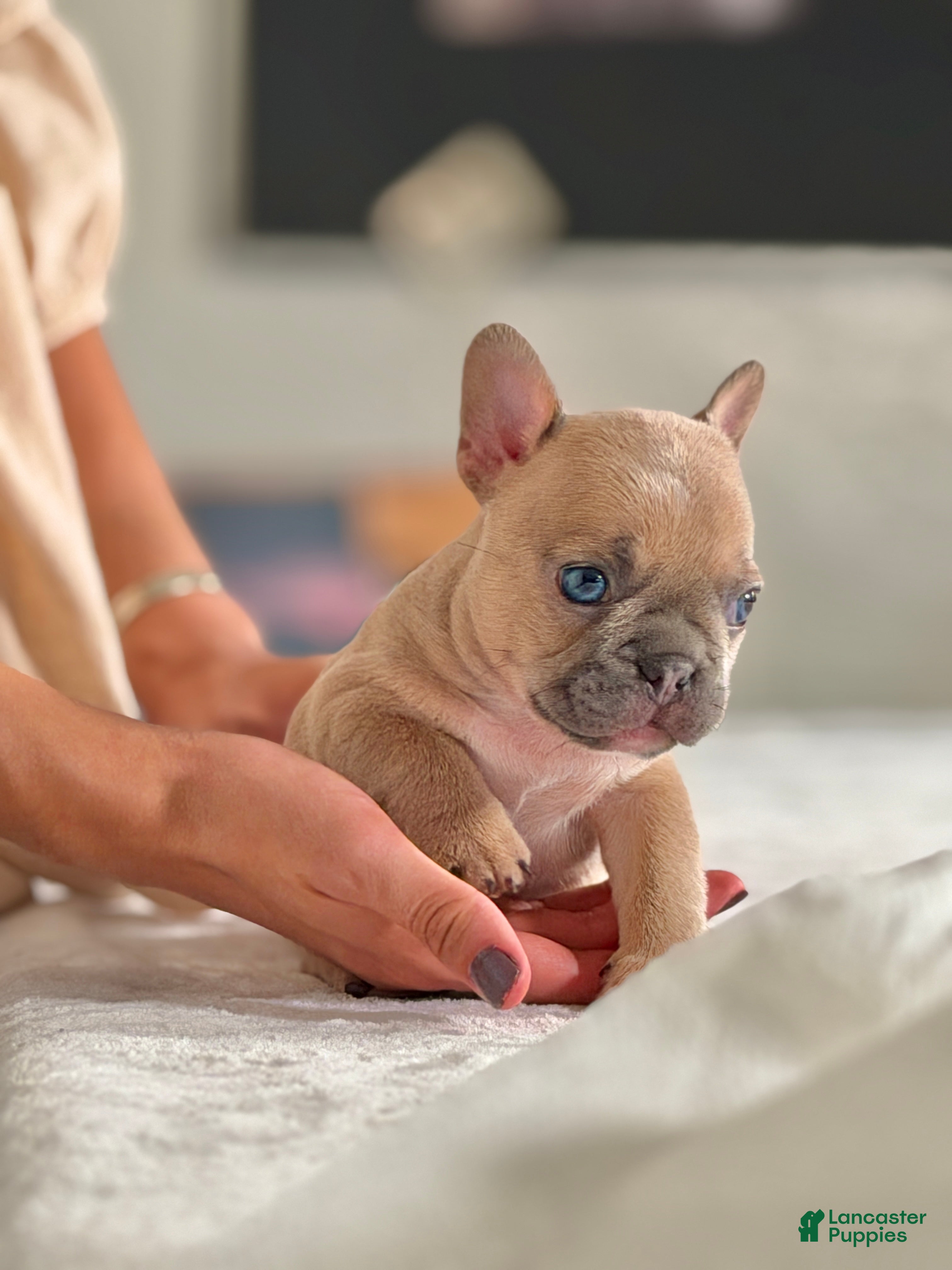 French Bulldog dogs Pluto - Ad 16