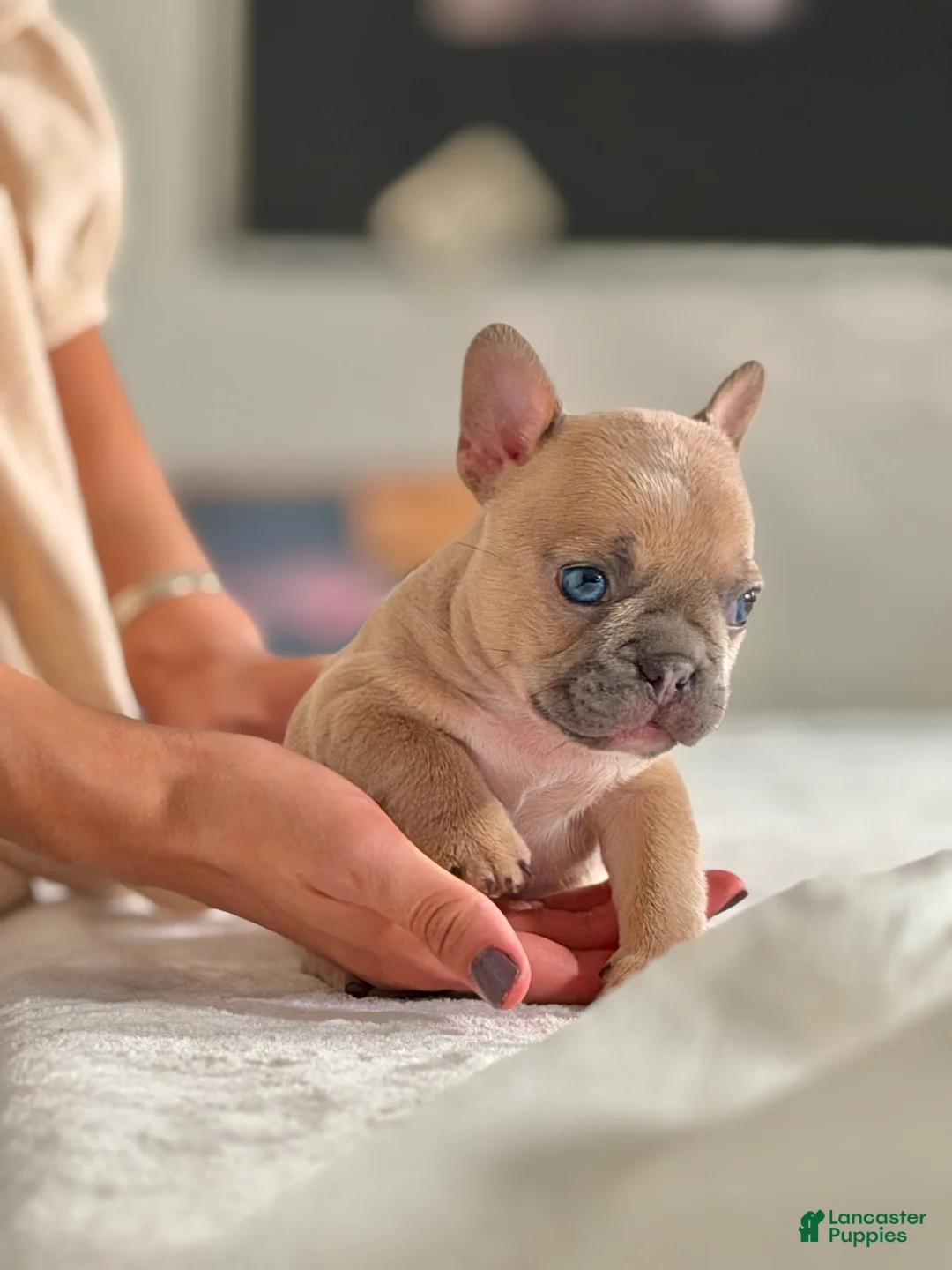French Bulldog dogs for sale: Pluto - Ad 1