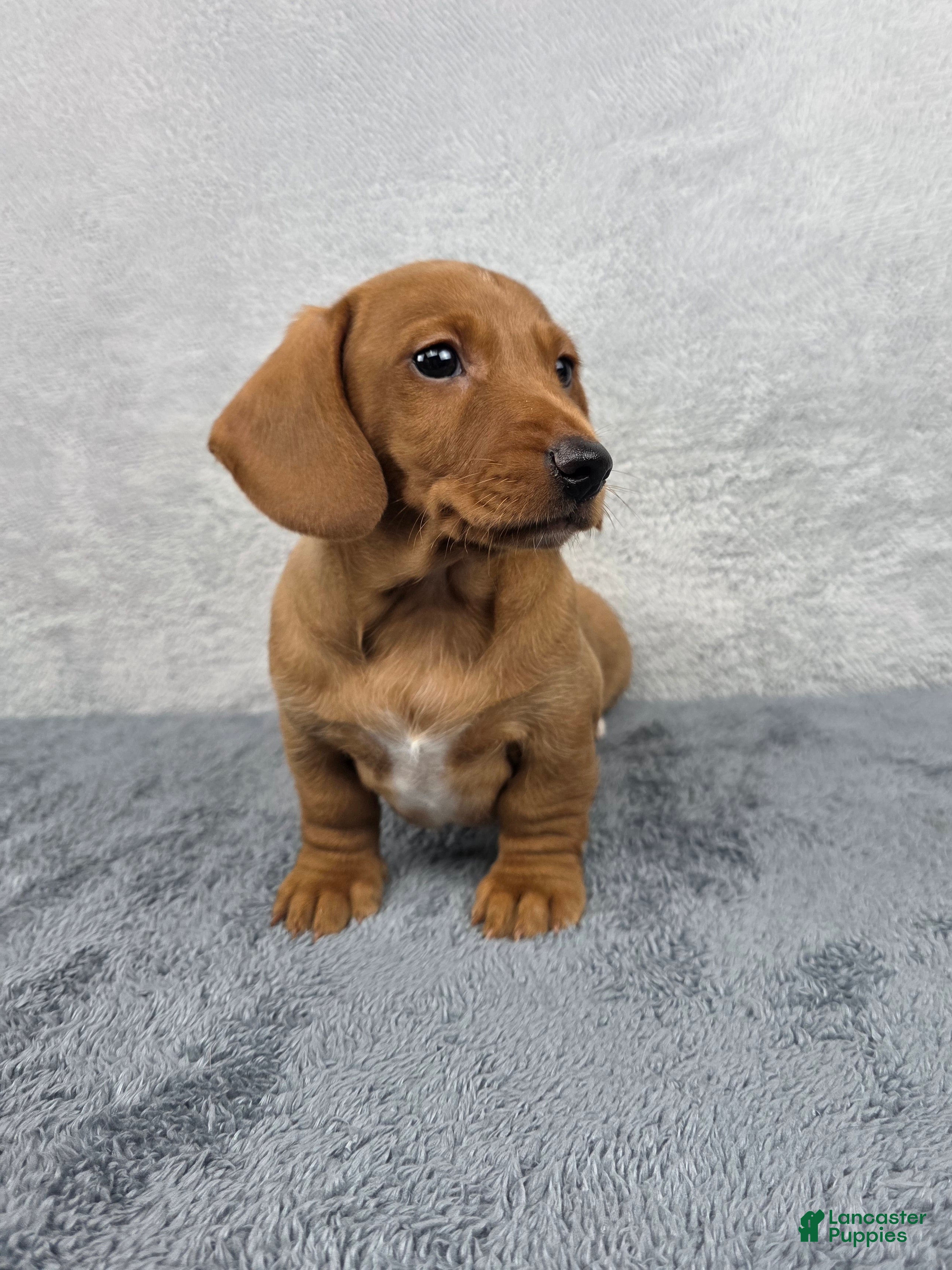 Miniature Dachshund dogs Cooper - Ad 1