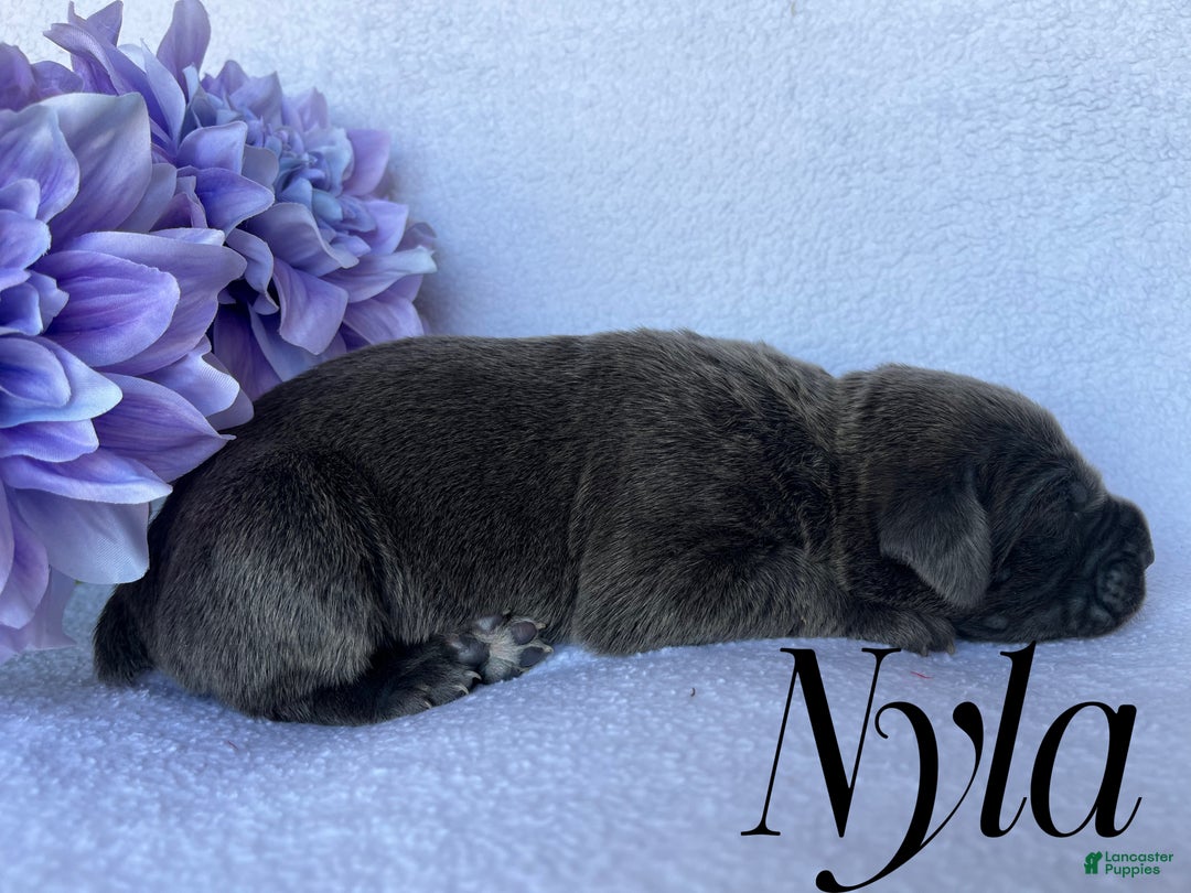 Cane Corso dogs for sale: Nyla - Ad 4