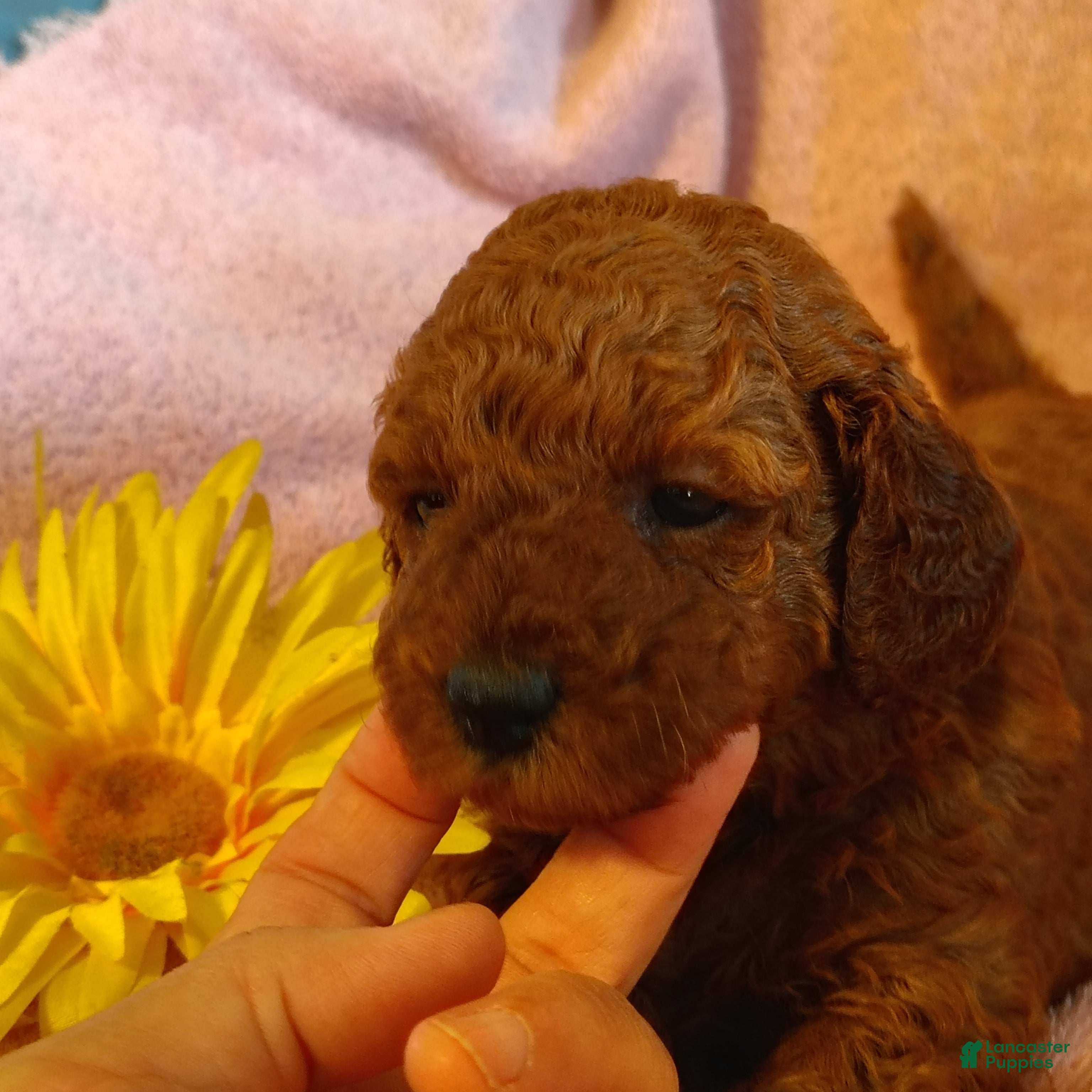 Mini Goldendoodle dogs Sunshine - Ad 2