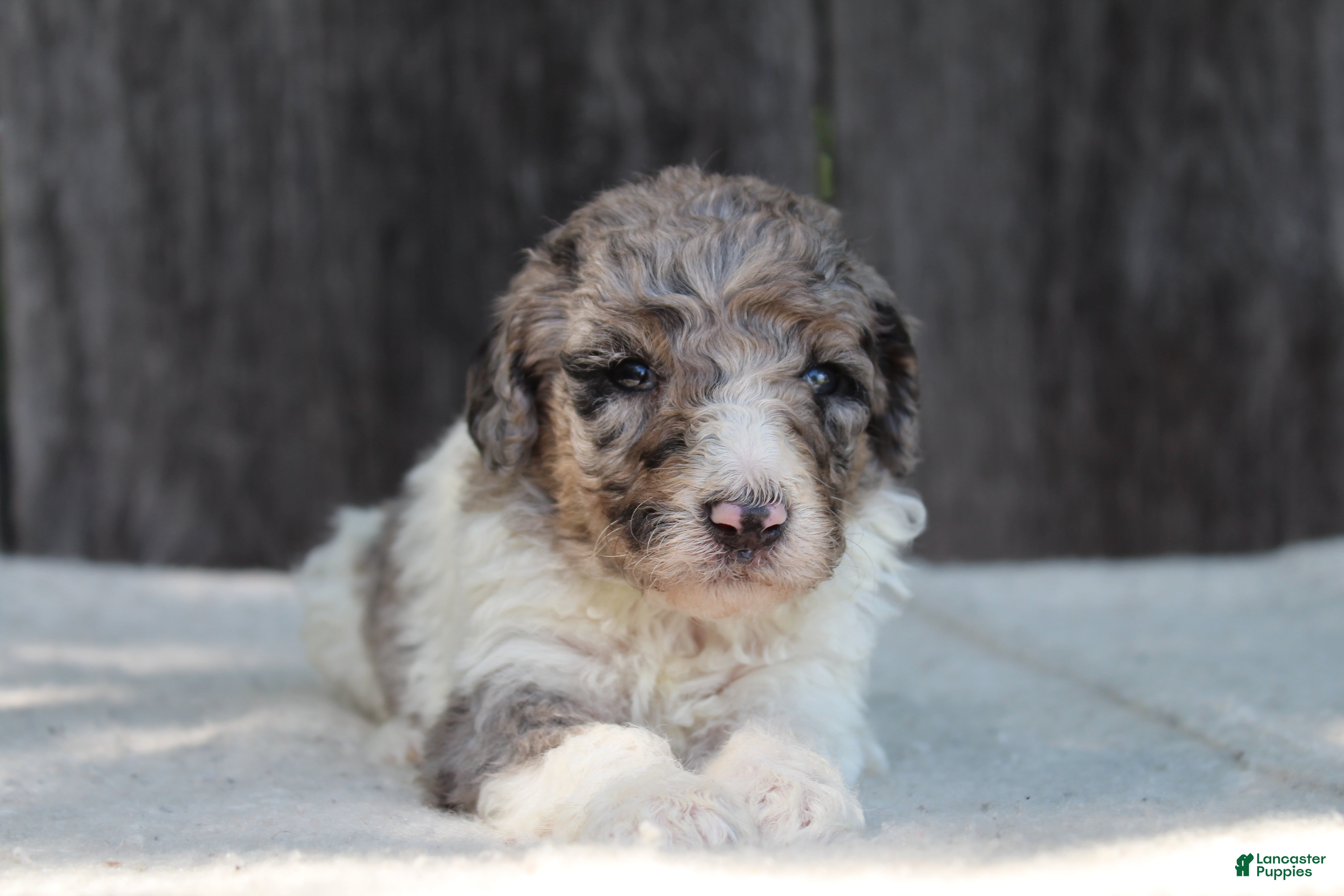 Standard Poodle dogs for sale: Clover AKC standard poodle - Ad 8