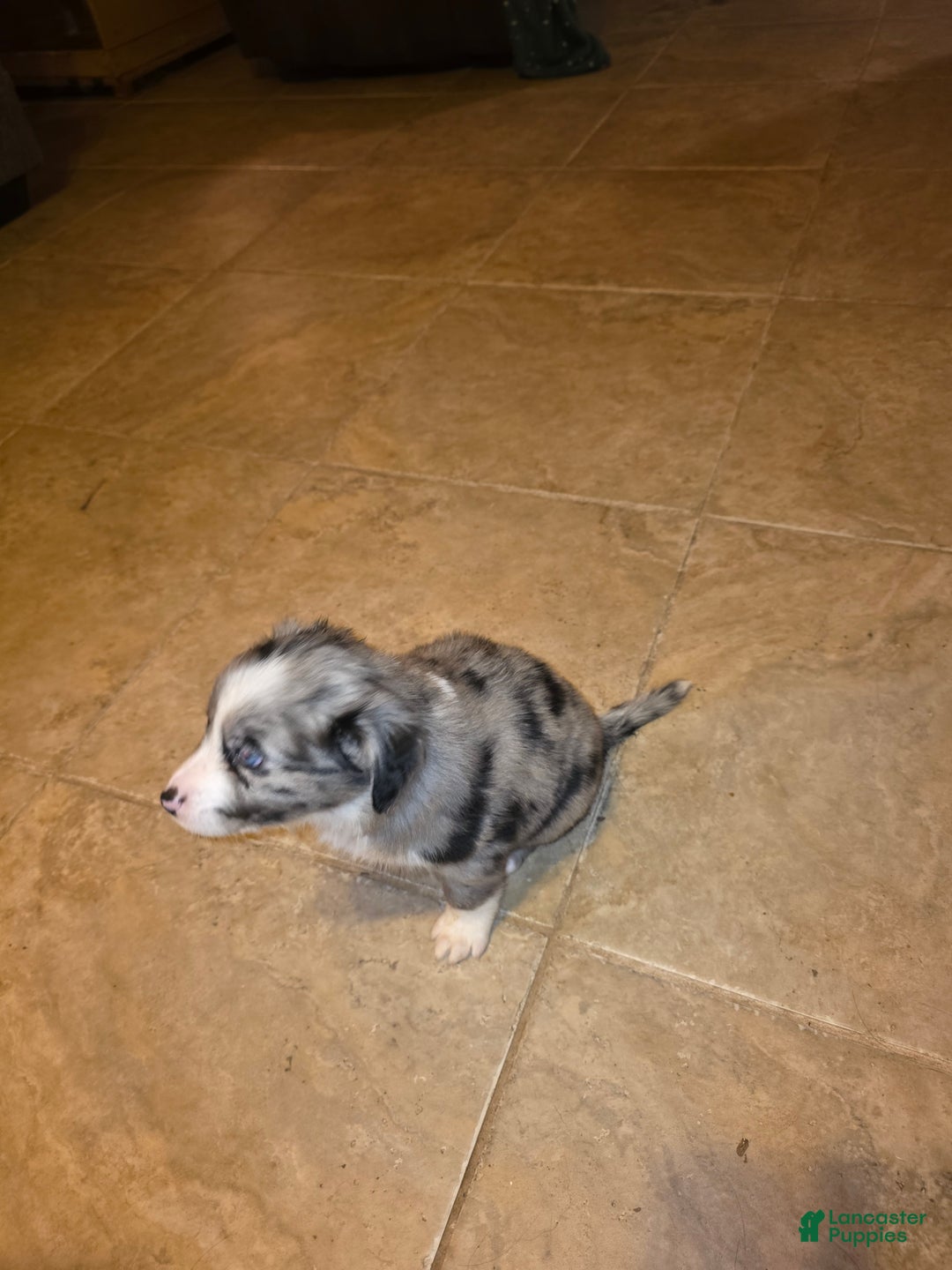Miniature Australian Shepherd dogs for sale: Miniature Australian Shepherd Puppy 4 - Ad 3
