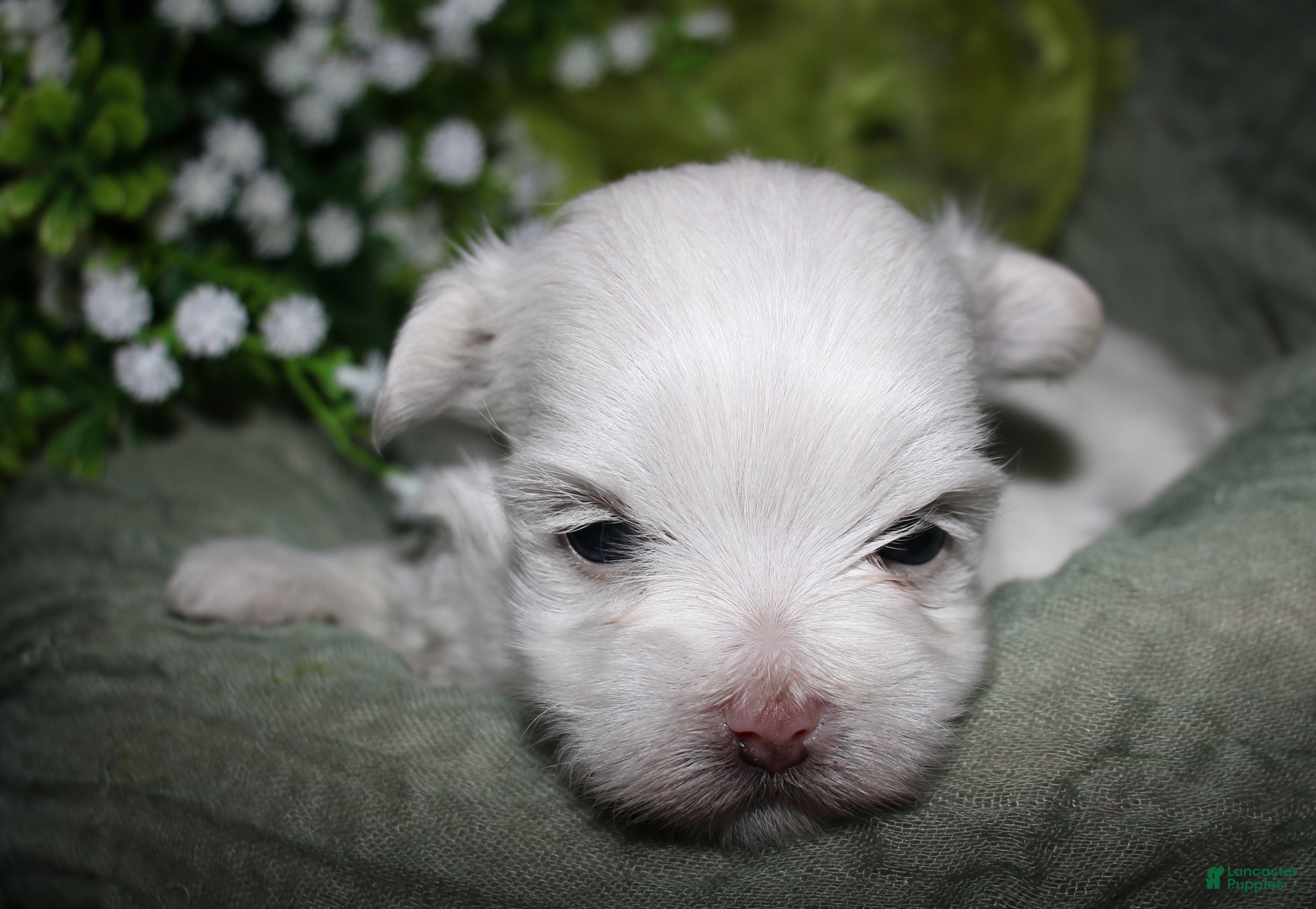 Maltese dogs for sale: Chester - Ad 7