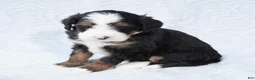 Mini Bernedoodle dogs for sale: Cali  - Ad 3