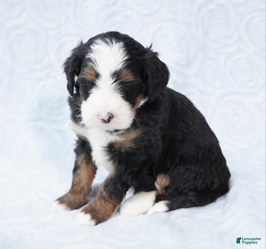 Mini Bernedoodle dogs for sale: Cali  - Ad 3