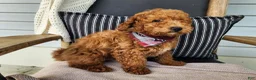 Mini Bernedoodle dogs for sale: Blake - Ad 15