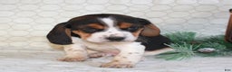 Beagle dogs for sale: Mason - Ad 3
