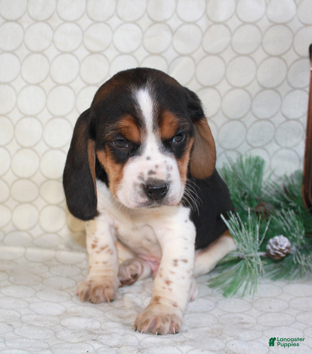 Beagle dogs for sale: Mason - Ad 3