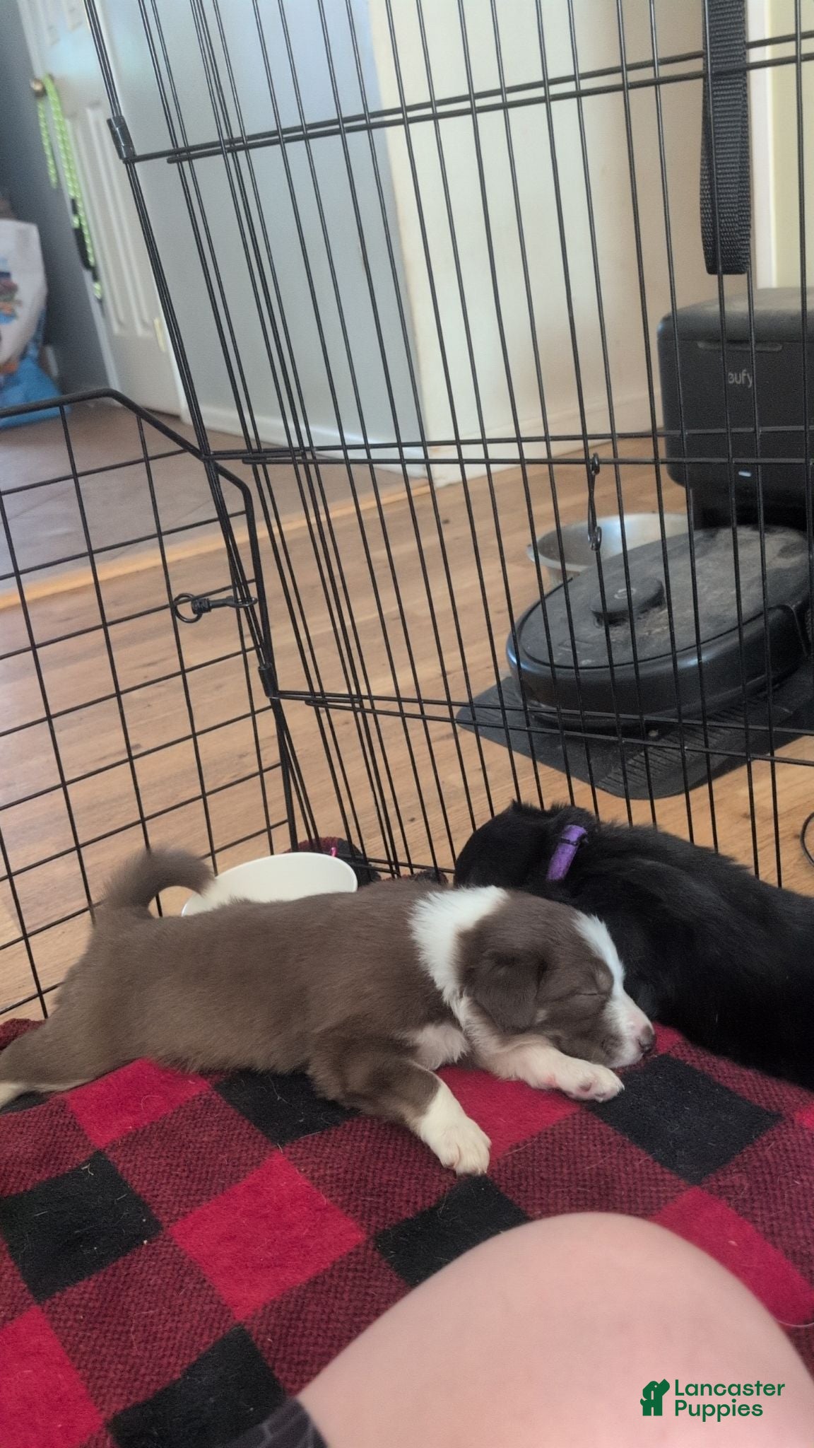 Mixed Breed dogs Juniper (junie-pie)  - Ad 35