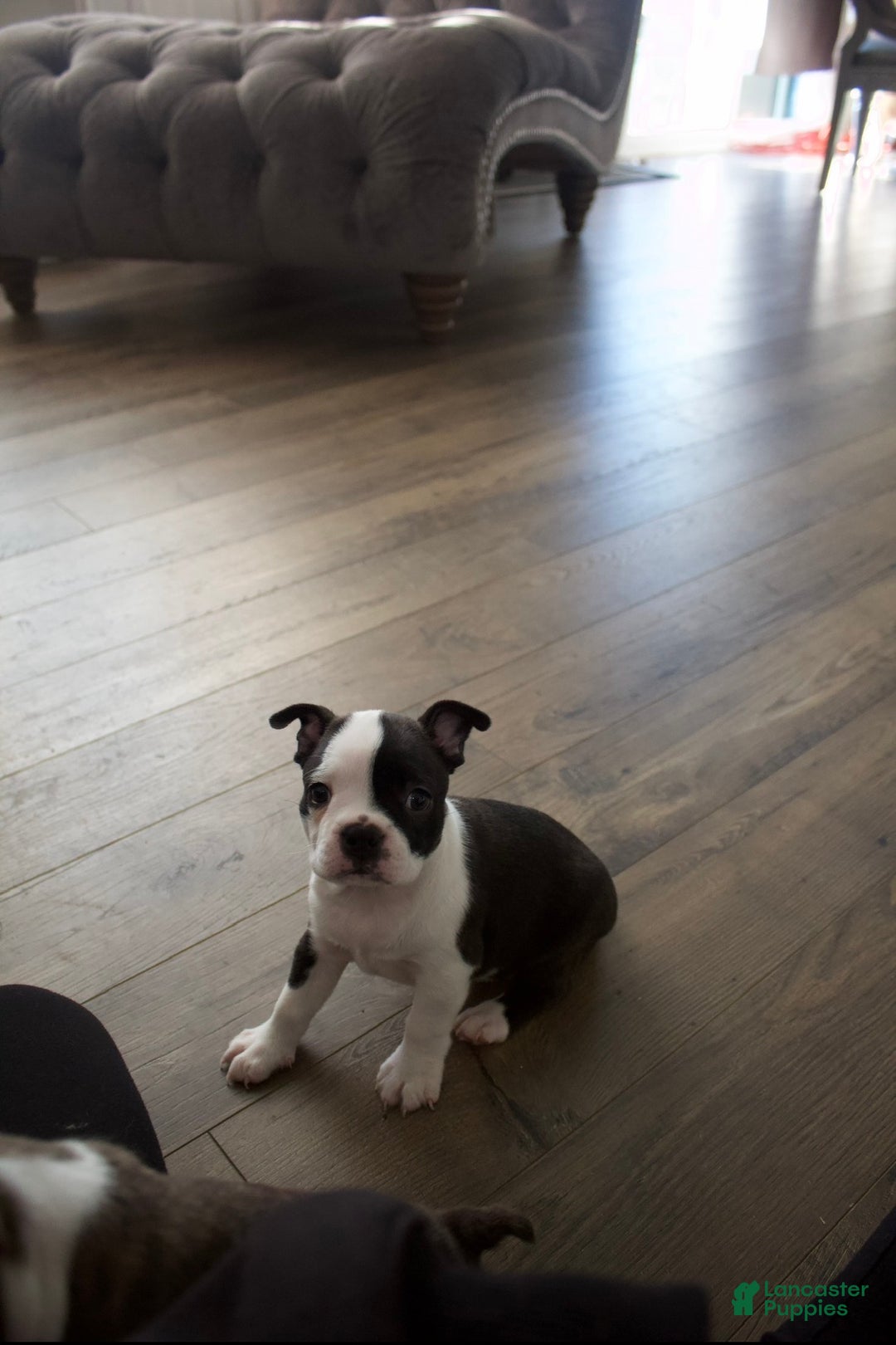 Boston Terrier dogs for sale: Stella - Ad 2
