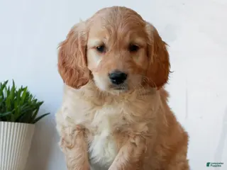 Mini Goldendoodle dogs for sale: Bryce - Ad 3