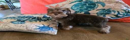 Miniature Schnauzer dogs for sale: Pamela - Ad 4
