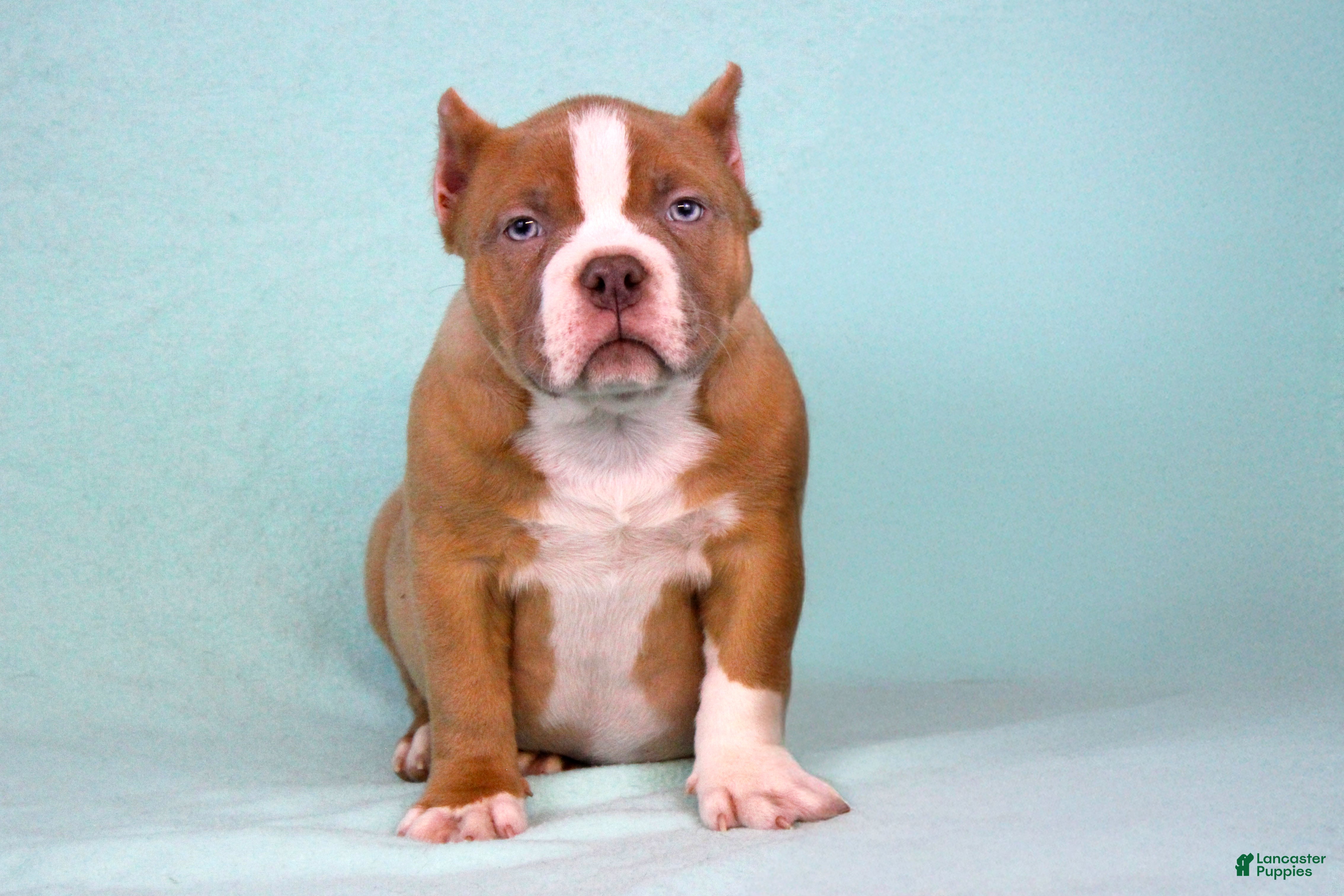 American Bully dogs Lilac/White Male - Ad 24