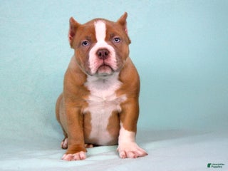 American Bully dogs Lilac/White Male - Ad 24