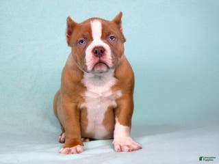 American Bully dogs Lilac/White Male - Ad 38