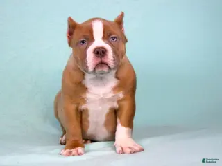 American Bully dogs Lilac/White Male - Ad 29