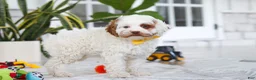 Cockapoo dogs for sale: Juniper - Ad 8