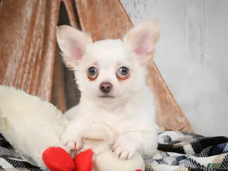 Chihuahua dogs Max - Ad 10