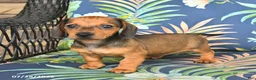 Miniature Dachshund dogs for sale: Josie - Ad 4