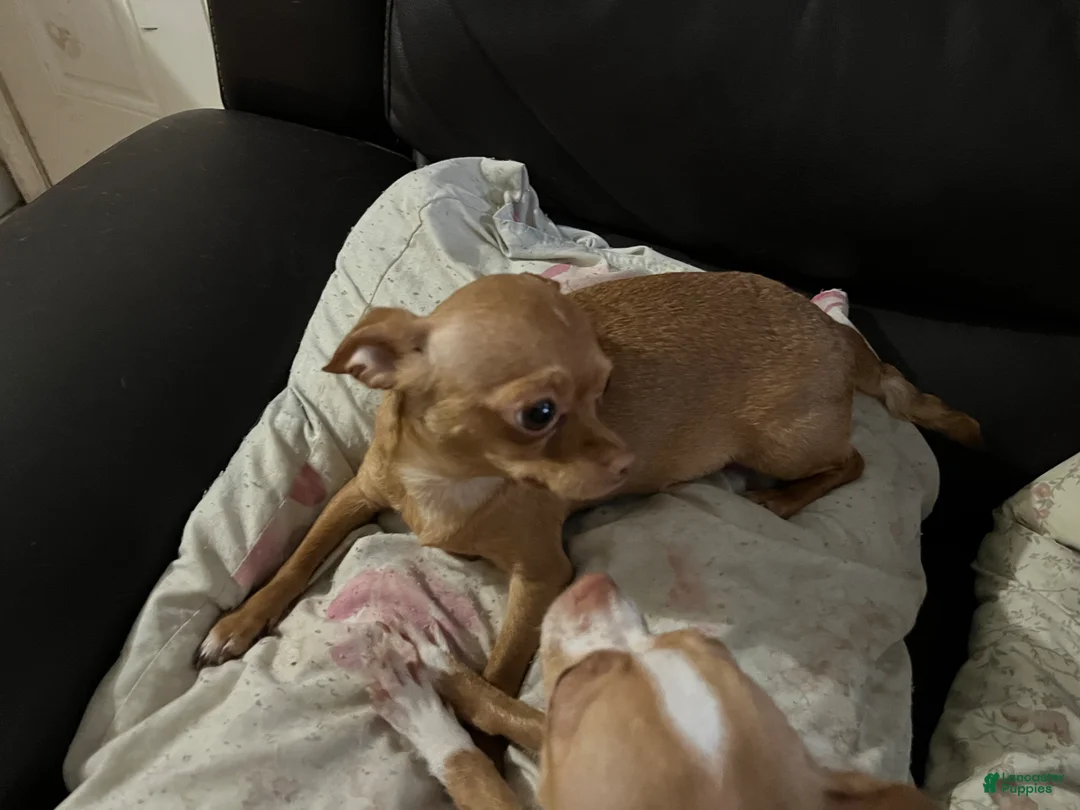 Chihuahua dogs for sale: Chihuahua Puppy 2 - Ad 2