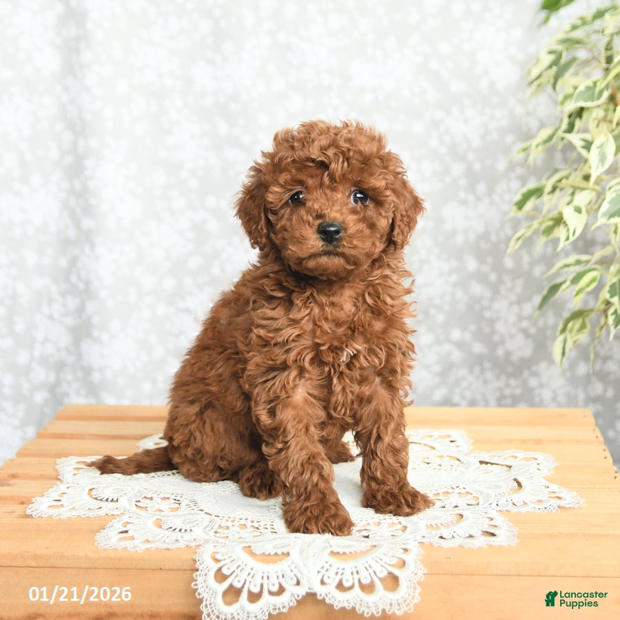 Mini Goldendoodle dogs Pansy - Ad 39