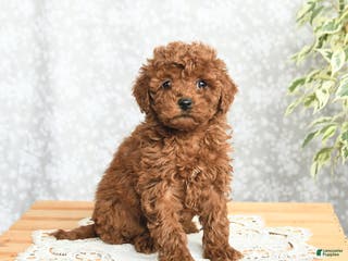 Mini Goldendoodle dogs Pansy - Ad 31