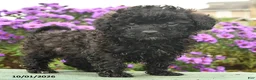 Cavapoo dogs for sale: Hudson - Ad 2