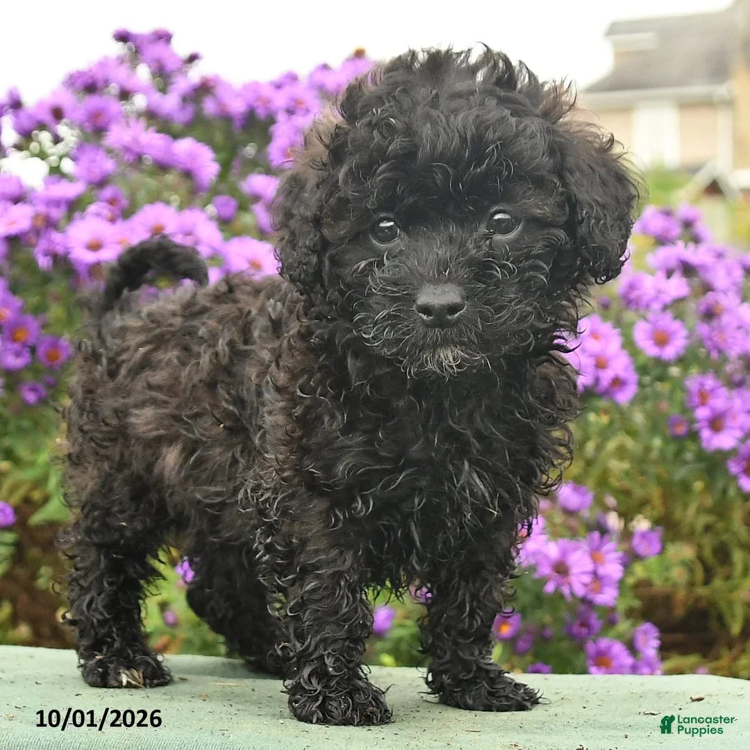 Cavapoo dogs for sale: Hudson - Ad 2