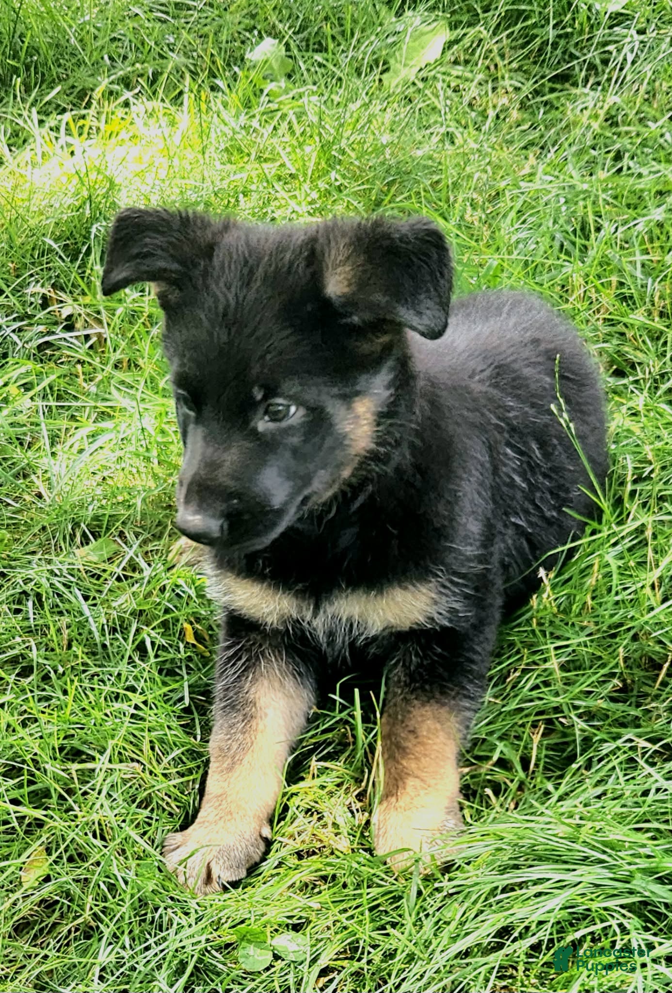German Shepherd dogs German Shepherd Puppy 2 - Ad 2