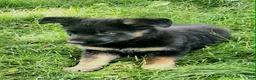 German Shepherd dogs for sale: German Shepherd Puppy 2 - Ad 2