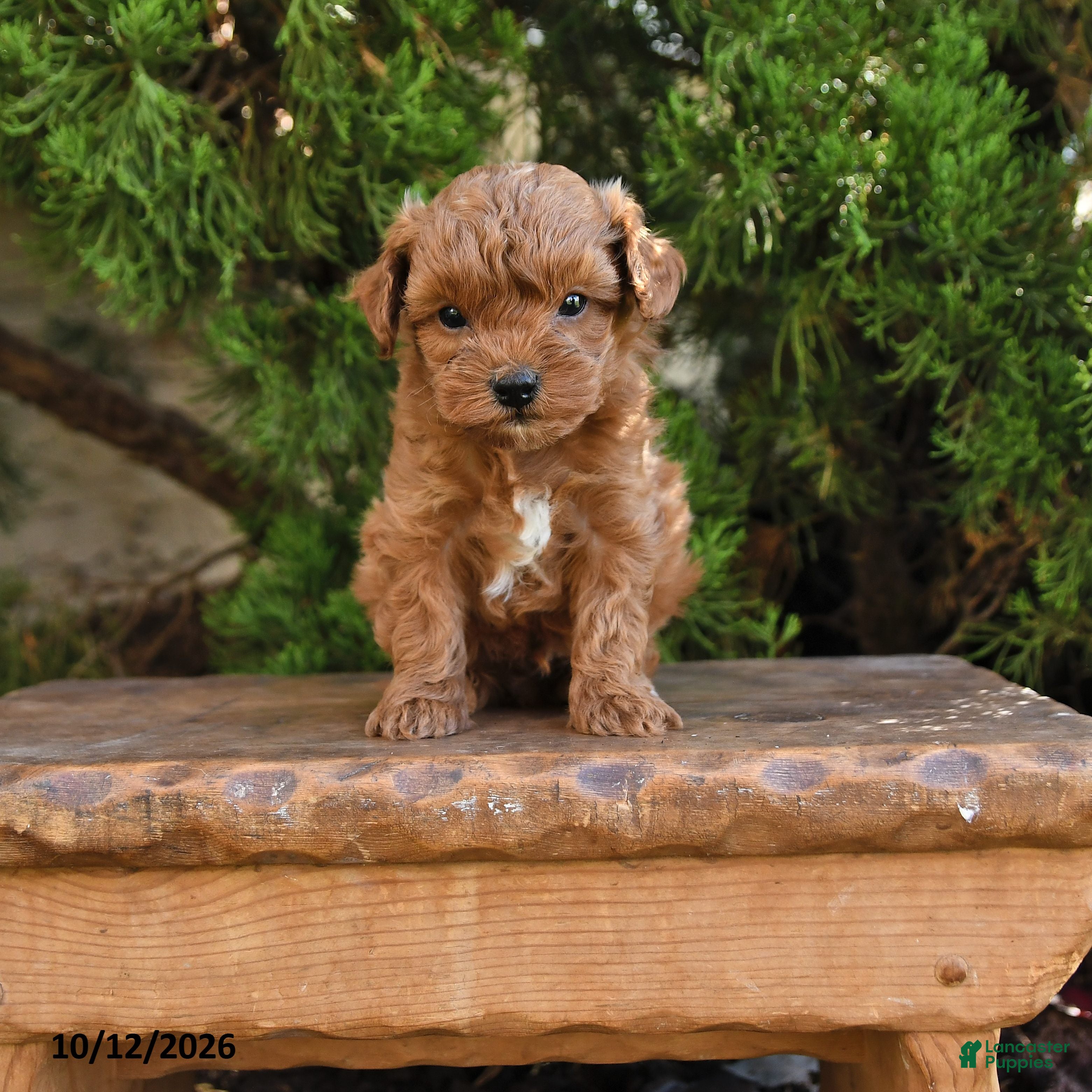 Cavapoo dogs for sale: Titus - Ad 1
