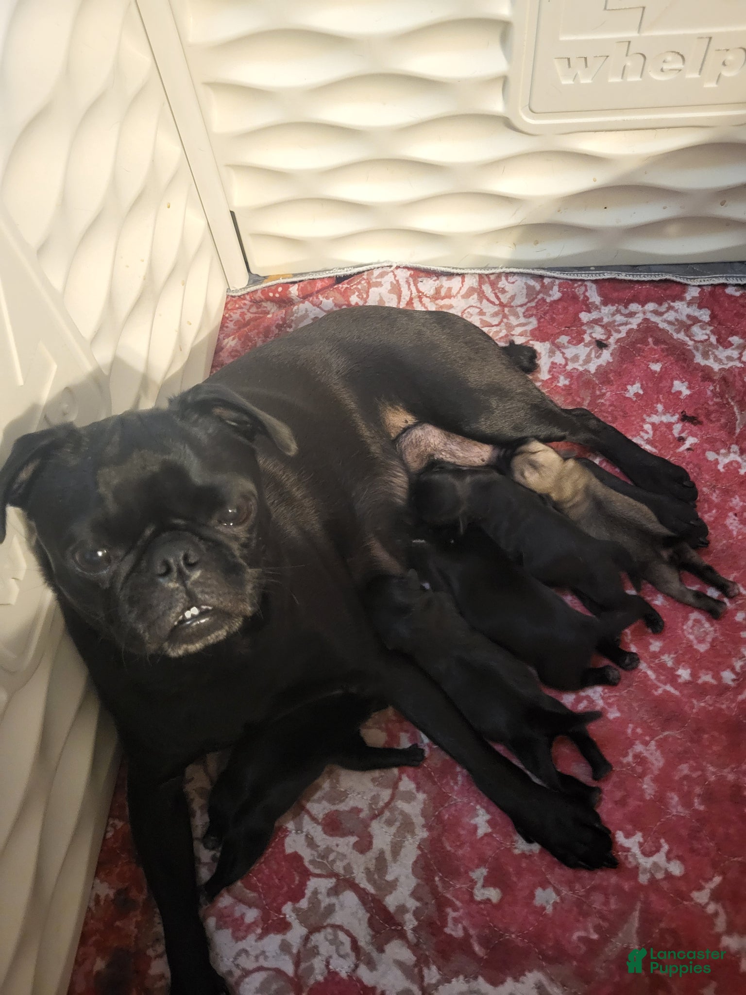 Pug dogs Max - Ad 2