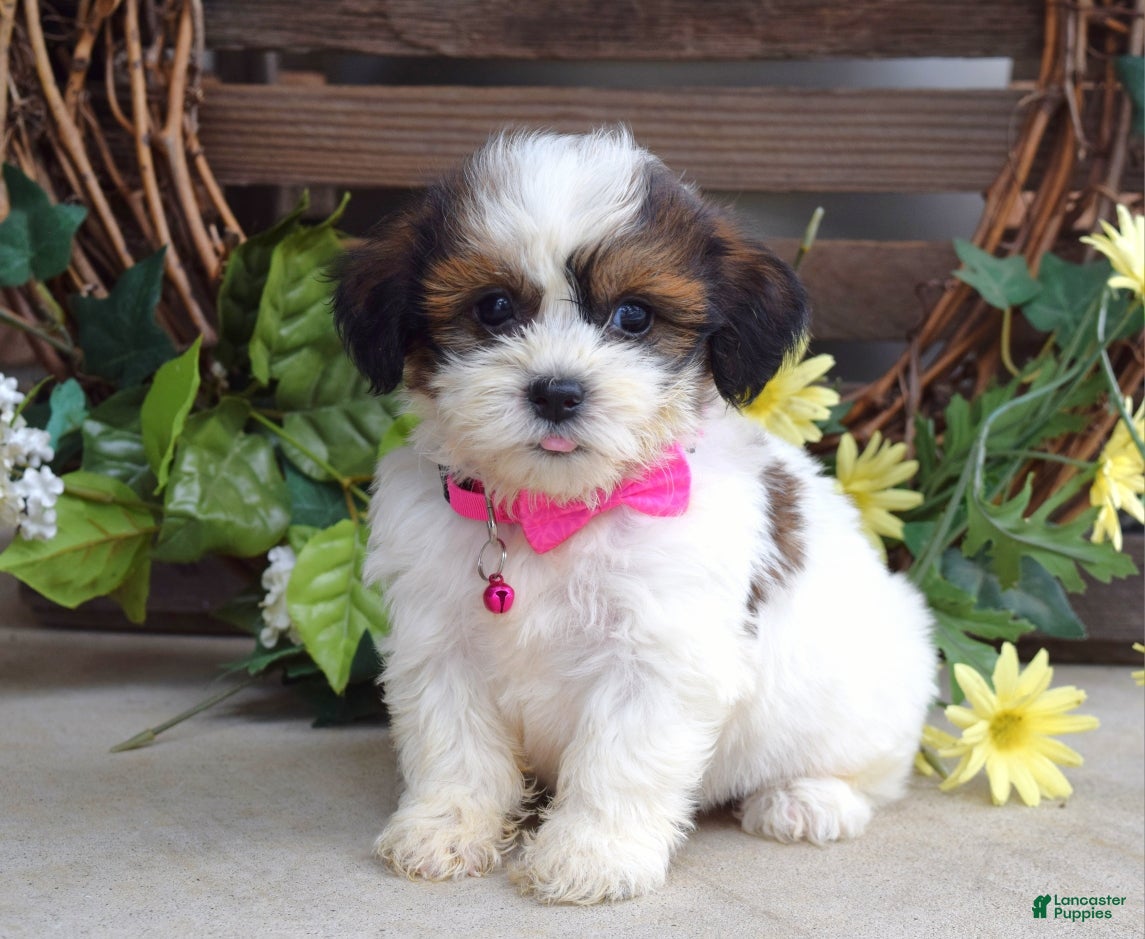 Teddy Bear dogs Rose - Ad 2