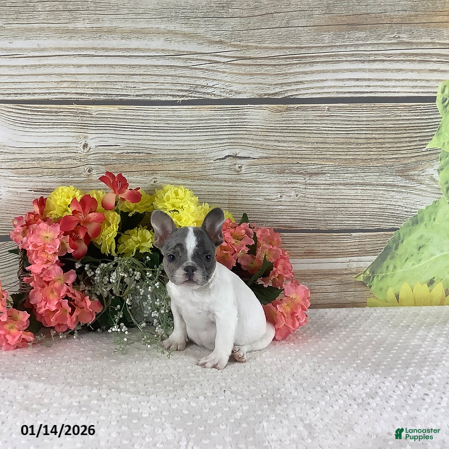 French Bulldog dogs Jesse - Ad 32