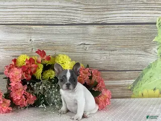 French Bulldog dogs Jesse - Ad 32