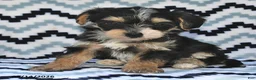 Yorkiepoo dogs for sale: Sailor - Ad 2