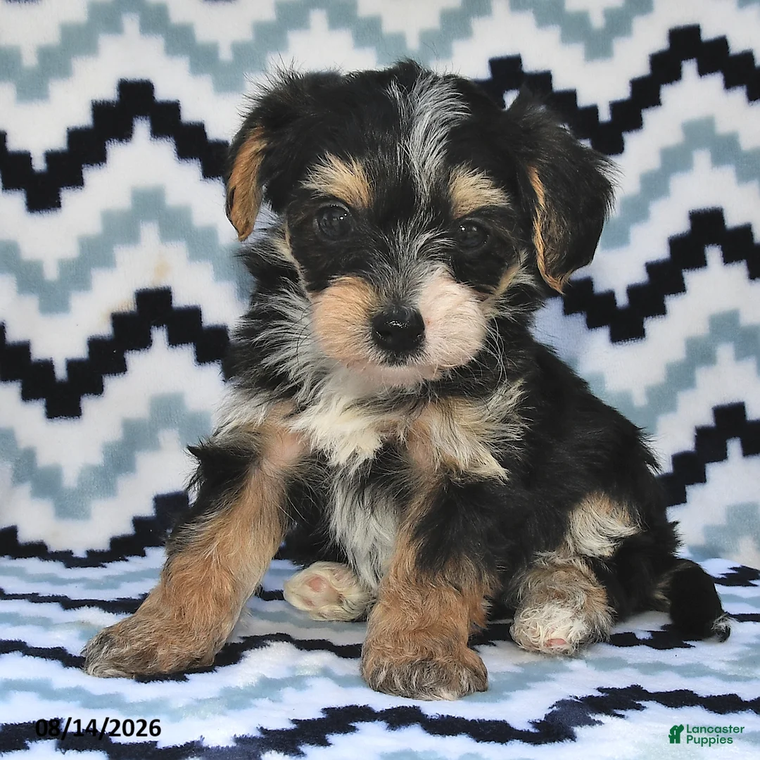 Yorkiepoo dogs for sale: Sailor - Ad 2