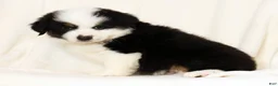 Miniature Australian Shepherd dogs for sale: Pluto - Ad 7