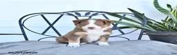 Australian Shepherd dogs for sale: Andy - Ad 2