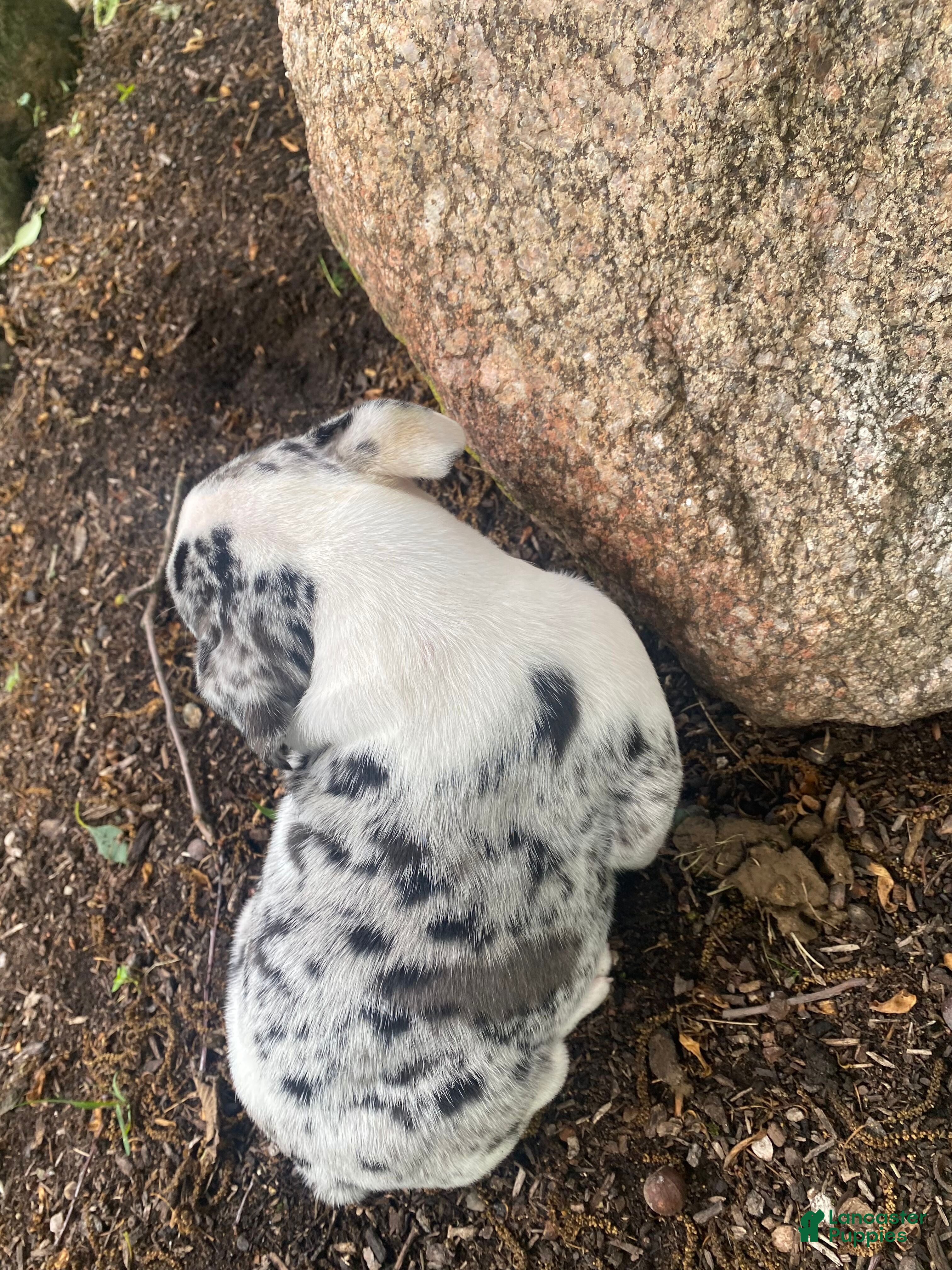 Mixed Breed dogs Bella - Ad 2