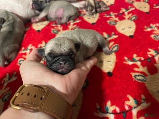 Pug dogs DUKE - Ad 23