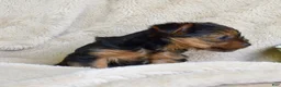 Yorkshire Terrier dogs for sale: Woody - Ad 4