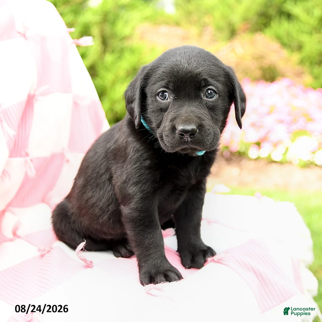 Labrador Retriever dogs for sale: Garrett - Ad 1